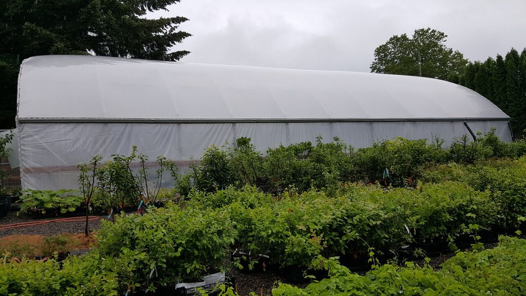 Seattle Garden & Fruit Adventures Nursery Review One Green World In